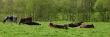 tn_gallery_2483_1117_200684.gif