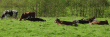 tn_gallery_2483_1117_275654.gif
