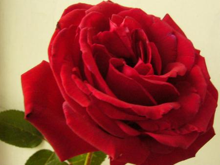 gallery_12789_1345_37596.jpg