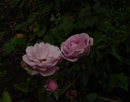 gallery_12789_1345_37619.jpg