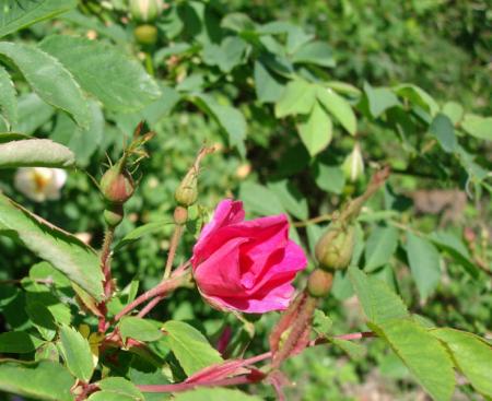 gallery_12789_1345_91780.jpg
