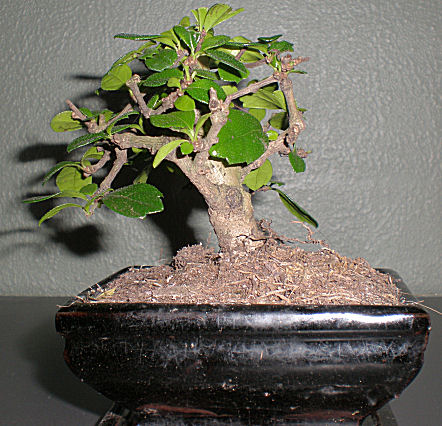 gallery_13500_1783_78609.jpg