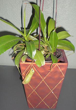 gallery_13500_1783_29390.jpg