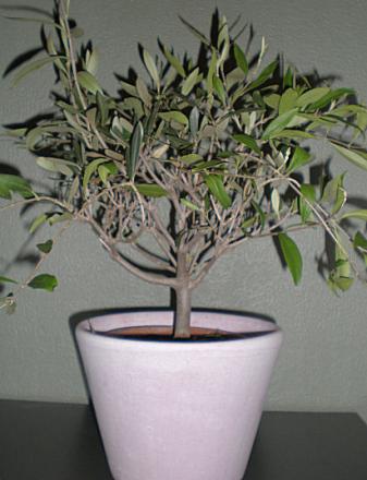 gallery_13500_1783_39135.jpg