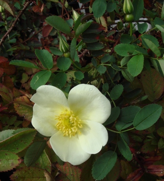 gallery_2985_1706_17710.jpg
