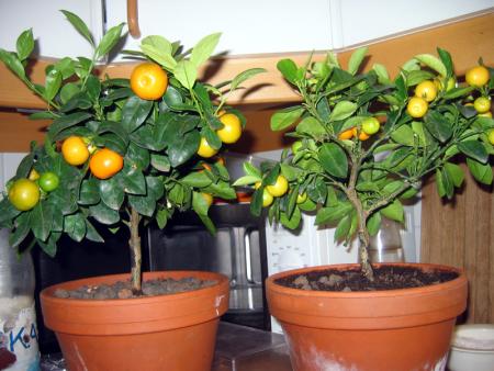 gallery_10947_664_34960.jpg