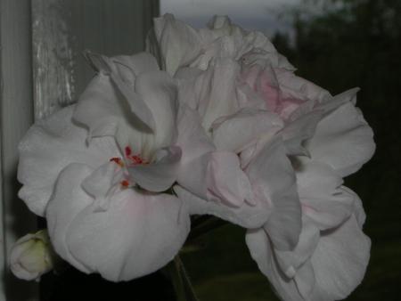 gallery_13721_1788_137082.jpg