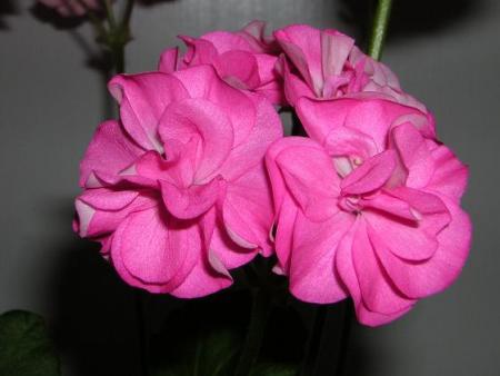 gallery_13721_1788_22004.jpg