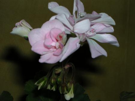 gallery_13721_1788_302880.jpg