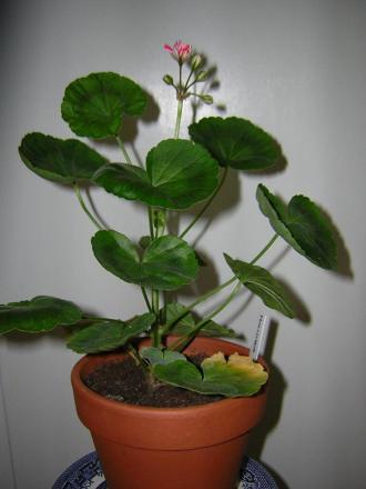 gallery_13721_1788_46219.jpg