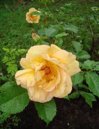 gallery_2985_1706_35693.jpg