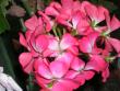 tn_gallery_13721_1788_35402.jpg