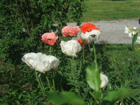 gallery_1185_732_17137.jpg