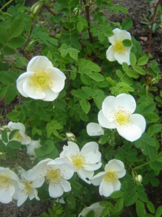 gallery_2985_1706_117075.jpg