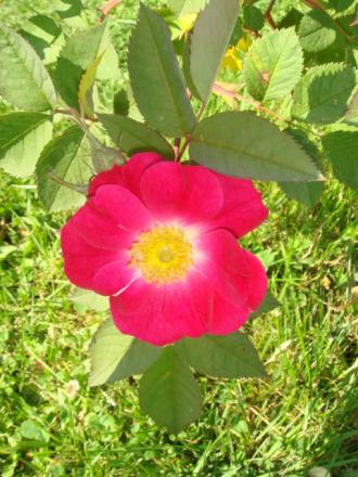 gallery_2985_1706_78556.jpg