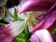 tn_gallery_2004_133_64105.jpg
