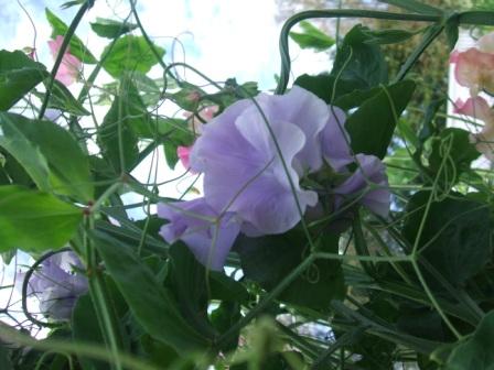 gallery_1185_732_11650.jpg