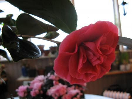 gallery_12869_1800_128814.jpg