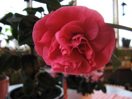 gallery_12869_1800_28534.jpg