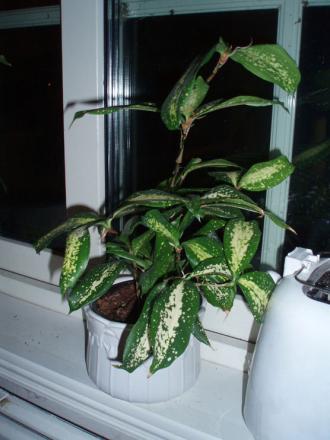 gallery_8132_1806_11708.jpg