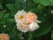 tn_gallery_1185_732_18696.jpg