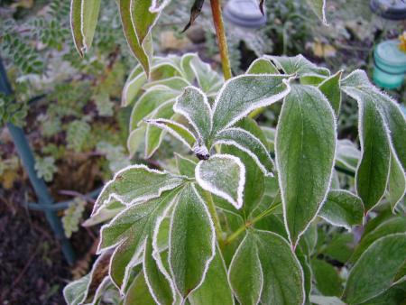 gallery_13447_1715_2651.jpg
