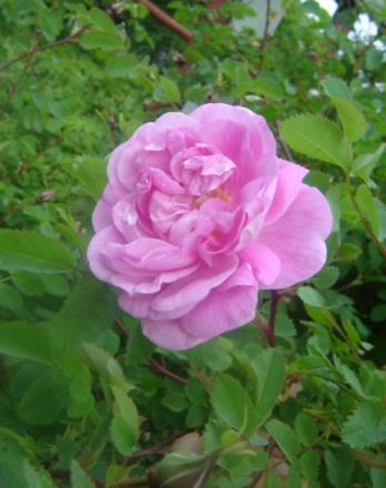gallery_2985_1706_56485.jpg