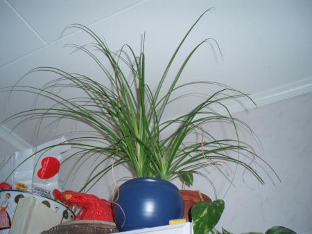 gallery_8132_1806_129128.jpg