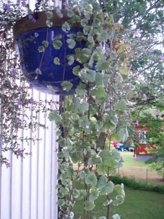gallery_8132_1806_255477.jpg