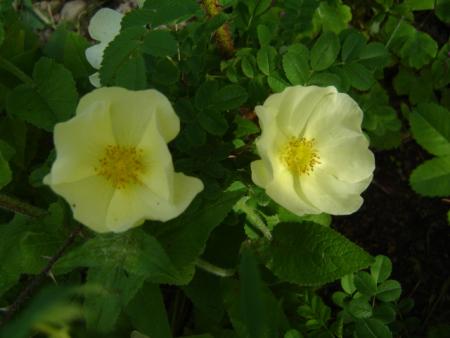 gallery_2985_1706_52440.jpg