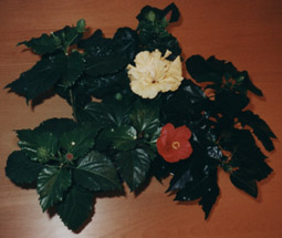 gallery_4113_1840_17200.jpg