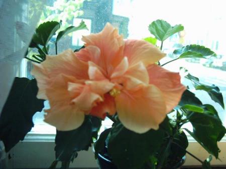 gallery_4113_1840_24723.jpg