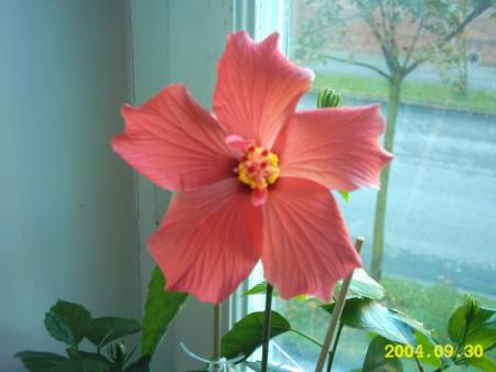 gallery_4113_1840_38221.jpg