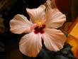 tn_gallery_4113_1840_42934.jpg