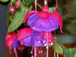 tn_gallery_9263_992_97174.jpg