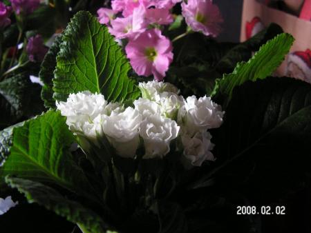 gallery_1786_950_40113.jpg