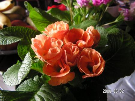 gallery_1786_950_911.jpg