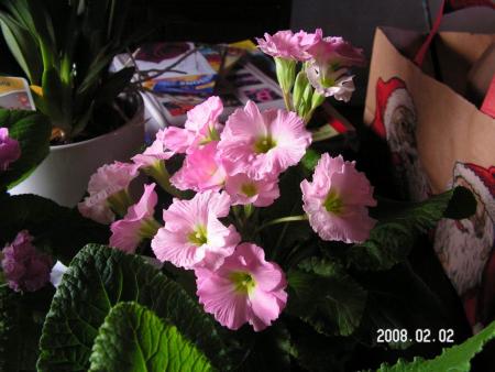 gallery_1786_950_92181.jpg