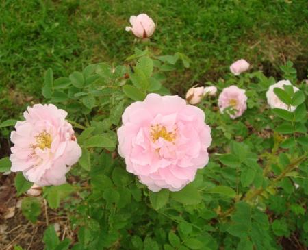 gallery_2985_1706_124438.jpg