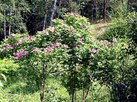 gallery_6592_1689_304064.jpg