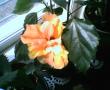 tn_gallery_4113_1840_16285.jpg