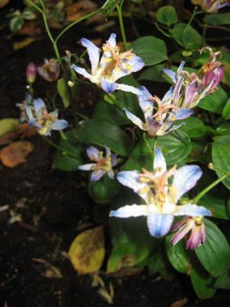 gallery_12869_1373_17268.jpg
