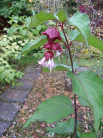 gallery_12869_1373_3575.jpg