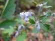 tn_gallery_12869_1373_19103.jpg