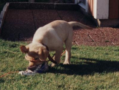 gallery_4113_1856_4155.jpg