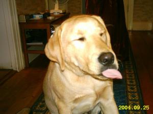 gallery_4113_1856_744.jpg