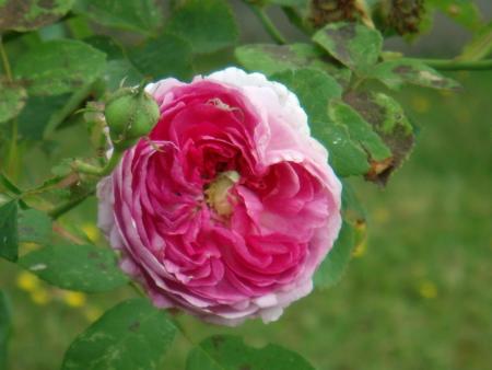 gallery_13877_1853_50247.jpg