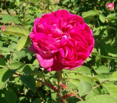 gallery_13877_1853_66555.jpg