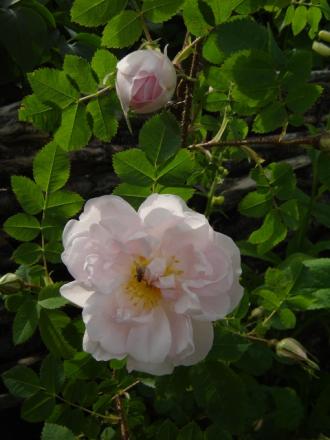 gallery_2985_1706_154299.jpg