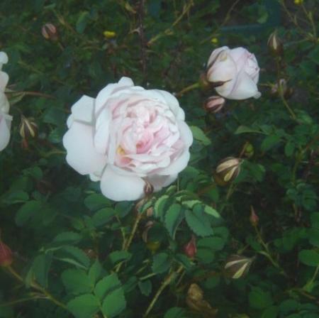 gallery_2985_1706_17683.jpg
